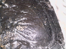 Load image into Gallery viewer, Hollardops Huge Fossil Trilobite 2.5 Inches
