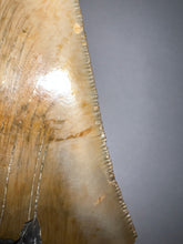 Load image into Gallery viewer, HUGE Megalodon Fossil Shark Tooth 5.55 Inches! Not Repaired! Incredible Serrations!
