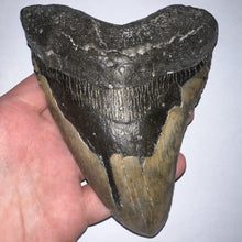 Load image into Gallery viewer, HUGE Megalodon Pathological Fossil Shark Tooth 5.89 Inches! Not Repaired! Great Serrations!
