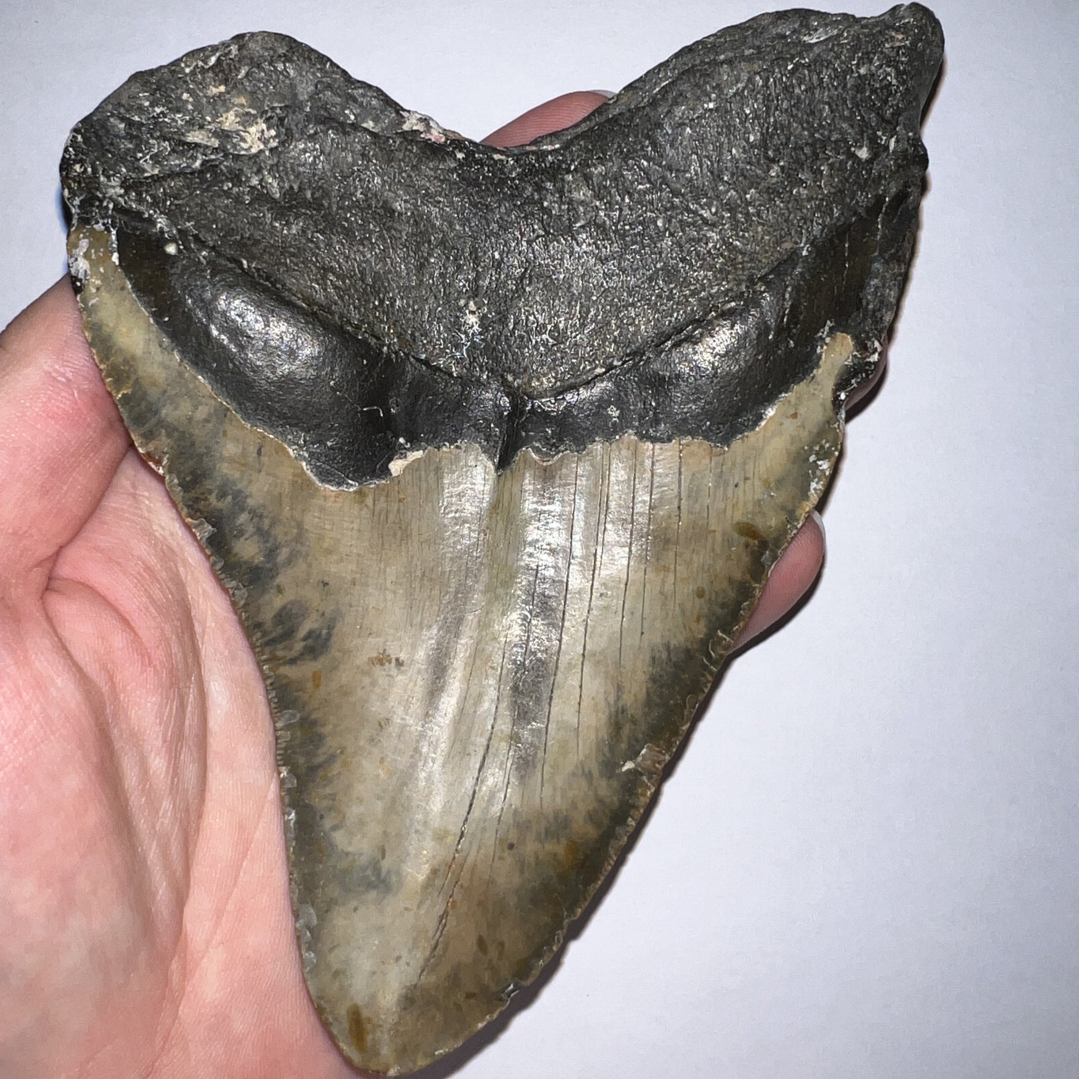 HUGE Megalodon Pathological Fossil Shark Tooth 5.89 Inches! Not Repaired! Great Serrations!