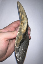 Load image into Gallery viewer, HUGE Megalodon Pathological Fossil Shark Tooth 5.89 Inches! Not Repaired! Great Serrations!
