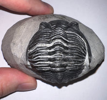 Load image into Gallery viewer, Gem Hollardops Large Fossil Trilobite 2.4 Inches
