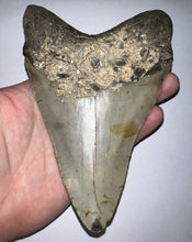 Load image into Gallery viewer, Monster Size Megalodon Fossil Shark Tooth 6.05 Inches Great Serrations! Not Repaired!
