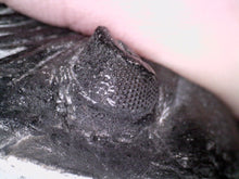 Load image into Gallery viewer, Gem Hollardops Large Fossil Trilobite 2.4 Inches
