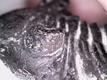 Load image into Gallery viewer, Gem Hollardops Large Fossil Trilobite 2.4 Inches
