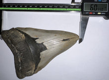 Load image into Gallery viewer, Monster Size Megalodon Fossil Shark Tooth 6.05 Inches Great Serrations! Not Repaired!
