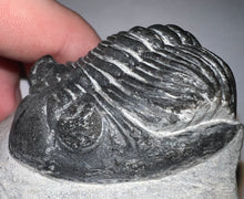 Load image into Gallery viewer, Gem Hollardops Large Fossil Trilobite 2.4 Inches
