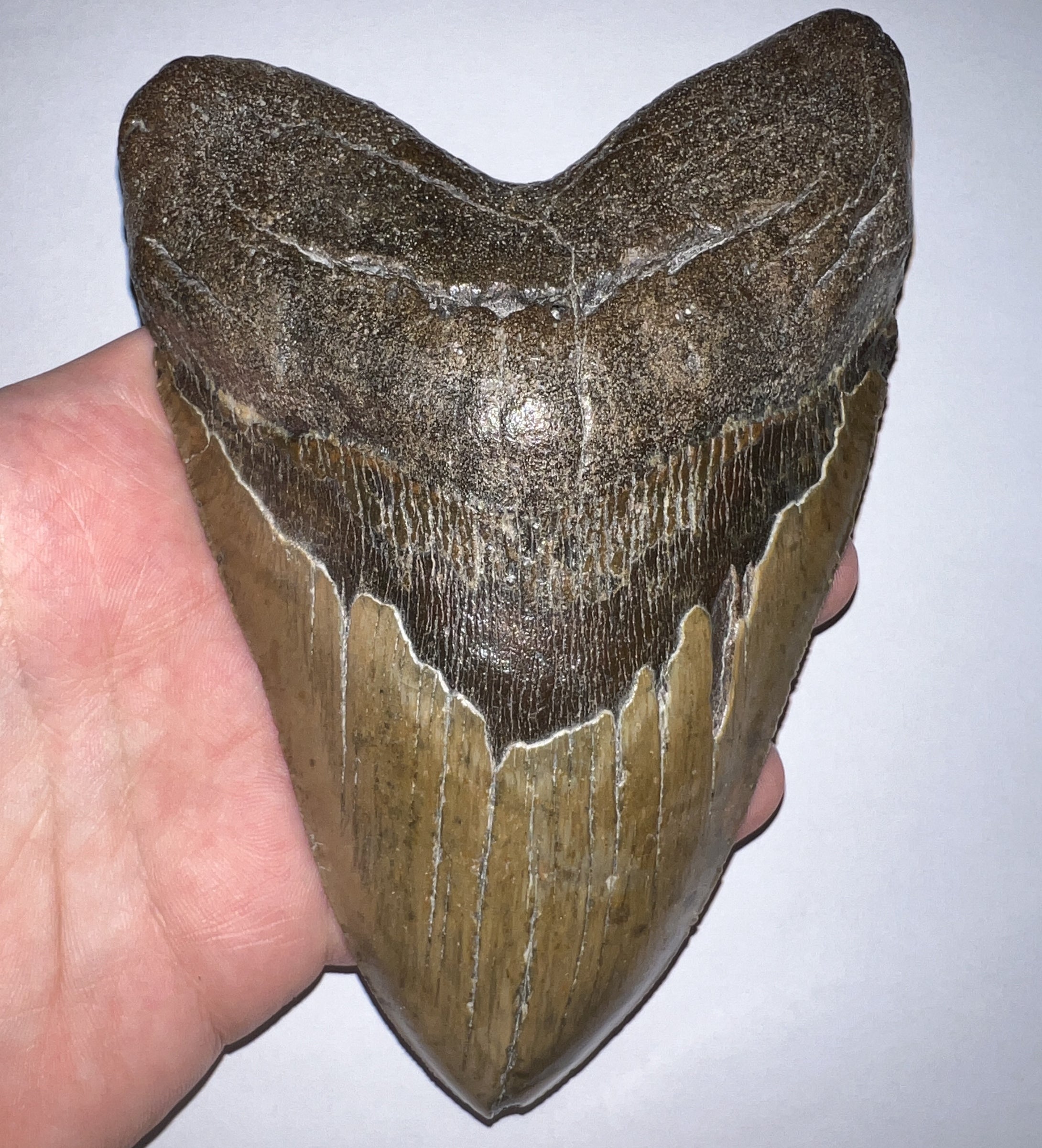 Monster Size Megalodon Fossil Shark Tooth 6.1 Inches Great Serrations! Not Repaired!