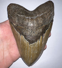 Load image into Gallery viewer, Monster Size Megalodon Fossil Shark Tooth 6.1 Inches Great Serrations! Not Repaired!
