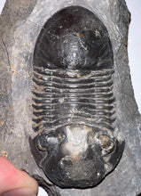 Load image into Gallery viewer, Huge Rare Paralejurus Fossil Trilobite 2.5 Inches
