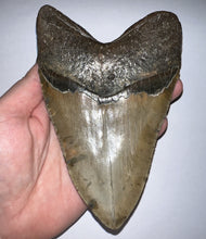 Load image into Gallery viewer, Monster Size Megalodon Fossil Shark Tooth 6.1 Inches Great Serrations! Not Repaired!
