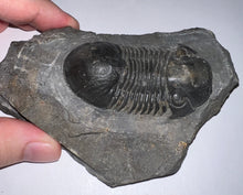Load image into Gallery viewer, Huge Rare Paralejurus Fossil Trilobite 2.5 Inches

