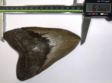 Load image into Gallery viewer, Monster Size Megalodon Fossil Shark Tooth 6.1 Inches Great Serrations! Not Repaired!
