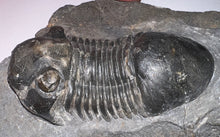 Load image into Gallery viewer, Huge Rare Paralejurus Fossil Trilobite 2.5 Inches
