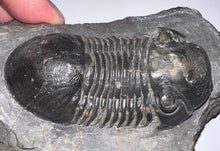 Load image into Gallery viewer, Huge Rare Paralejurus Fossil Trilobite 2.5 Inches

