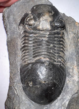 Load image into Gallery viewer, Huge Rare Paralejurus Fossil Trilobite 2.5 Inches
