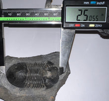 Load image into Gallery viewer, Huge Rare Paralejurus Fossil Trilobite 2.5 Inches
