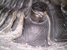 Load image into Gallery viewer, Huge Rare Paralejurus Fossil Trilobite 2.5 Inches
