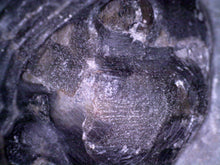 Load image into Gallery viewer, Huge Rare Paralejurus Fossil Trilobite 2.5 Inches
