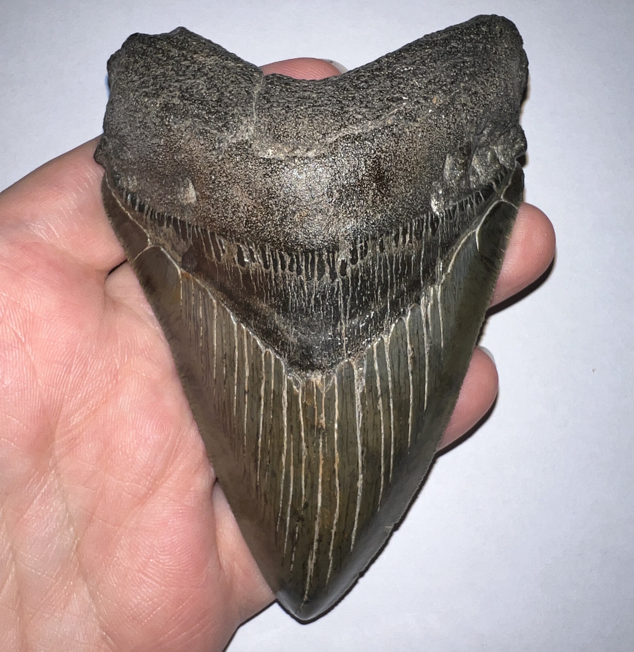 Huge Megalodon Fossil Shark Tooth 4.53 Inches Incredible Serrations! Not Repaired!