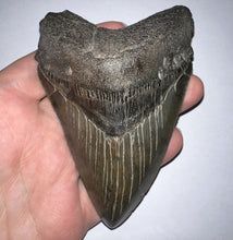 Load image into Gallery viewer, Huge Megalodon Fossil Shark Tooth 4.53 Inches Incredible Serrations! Not Repaired!
