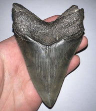 Load image into Gallery viewer, Huge Megalodon Fossil Shark Tooth 4.53 Inches Incredible Serrations! Not Repaired!
