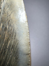 Load image into Gallery viewer, Huge Megalodon Fossil Shark Tooth 4.53 Inches Incredible Serrations! Not Repaired!
