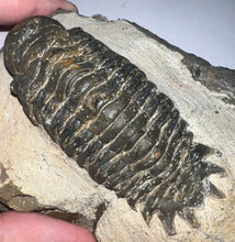 Load image into Gallery viewer, Gem Huge Rare Crotalocephalus Fossil Trilobite 3.2 Inches

