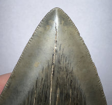 Load image into Gallery viewer, Huge Megalodon Fossil Shark Tooth 4.53 Inches Incredible Serrations! Not Repaired!
