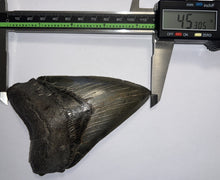 Load image into Gallery viewer, Huge Megalodon Fossil Shark Tooth 4.53 Inches Incredible Serrations! Not Repaired!
