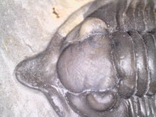 Load image into Gallery viewer, GEM Super Rare Diademaproetus Fossil Trilobite 1.5 Inches
