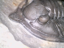 Load image into Gallery viewer, GEM Super Rare Diademaproetus Fossil Trilobite 1.5 Inches
