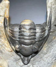 Load image into Gallery viewer, GEM Super Rare Diademaproetus Fossil Trilobite 1.5 Inches
