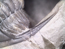 Load image into Gallery viewer, GEM Super Rare Diademaproetus Fossil Trilobite 1.5 Inches
