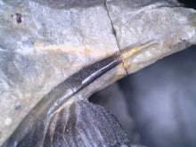 Load image into Gallery viewer, GEM Super Rare Diademaproetus Fossil Trilobite 1.5 Inches
