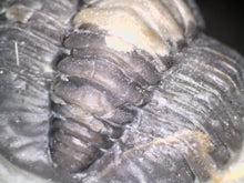 Load image into Gallery viewer, GEM Super Rare Diademaproetus Fossil Trilobite 1.5 Inches
