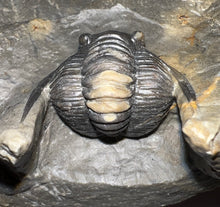 Load image into Gallery viewer, GEM Super Rare Diademaproetus Fossil Trilobite 1.5 Inches
