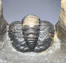 Load image into Gallery viewer, GEM Super Rare Diademaproetus Fossil Trilobite 1.5 Inches
