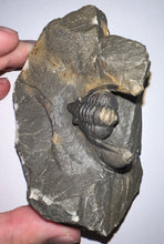 Load image into Gallery viewer, GEM Super Rare Diademaproetus Fossil Trilobite 1.5 Inches
