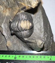 Load image into Gallery viewer, GEM Super Rare Diademaproetus Fossil Trilobite 1.5 Inches
