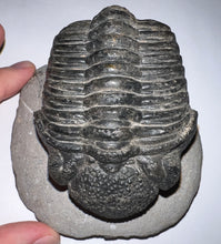 Load image into Gallery viewer, GEM HUGE Drotops Megalomanicus Fossil Trilobite 4.1 Inches
