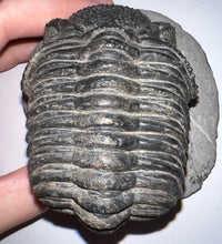 Load image into Gallery viewer, GEM HUGE Drotops Megalomanicus Fossil Trilobite 4.1 Inches

