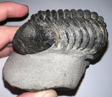 Load image into Gallery viewer, GEM HUGE Drotops Megalomanicus Fossil Trilobite 4.1 Inches
