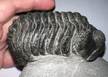 Load image into Gallery viewer, GEM HUGE Drotops Megalomanicus Fossil Trilobite 4.1 Inches
