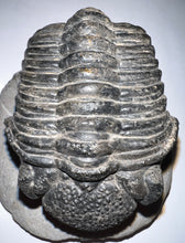 Load image into Gallery viewer, GEM HUGE Drotops Megalomanicus Fossil Trilobite 4.1 Inches
