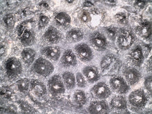 Load image into Gallery viewer, GEM HUGE Drotops Megalomanicus Fossil Trilobite 4.1 Inches
