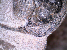Load image into Gallery viewer, GEM Super Rare Onnia Fossil Trilobite Death Assemblage 16 Trilobites!

