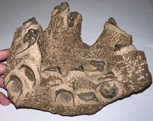 Load image into Gallery viewer, GEM Super Rare Onnia Fossil Trilobite Death Assemblage 16 Trilobites!
