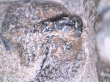 Load image into Gallery viewer, GEM Super Rare Onnia Fossil Trilobite Death Assemblage 16 Trilobites!

