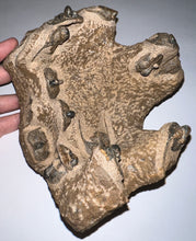 Load image into Gallery viewer, GEM Super Rare Onnia Fossil Trilobite Death Assemblage 16 Trilobites!
